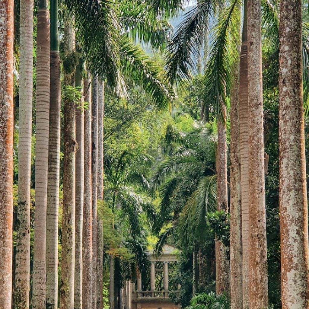 a dirt road surrounded by tall palm trees